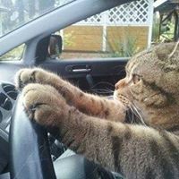 Аватар пользователя